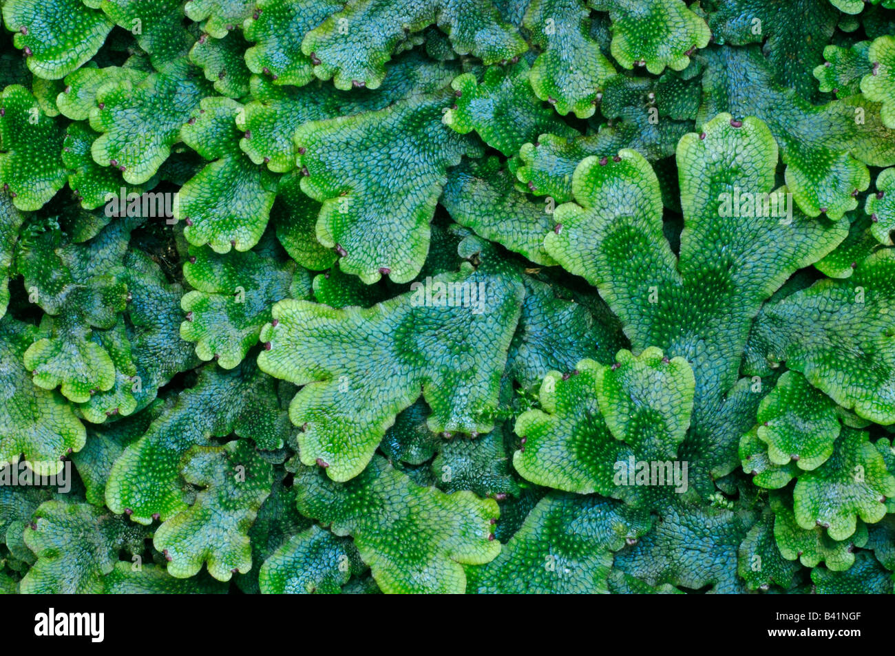 Detail Gambar Marchantia Polymorpha Nomer 5