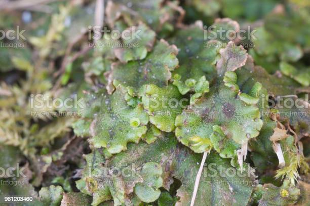 Detail Gambar Marchantia Polymorpha Nomer 43