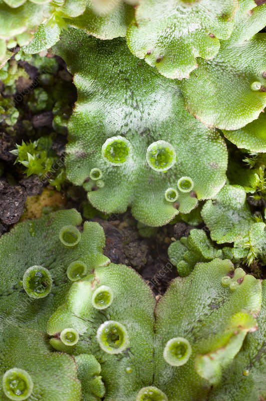 Detail Gambar Marchantia Polymorpha Nomer 6