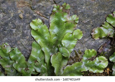 Detail Gambar Marchantia Polymorpha Nomer 46