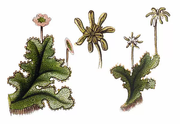 Detail Gambar Marchantia Polymorpha Nomer 48