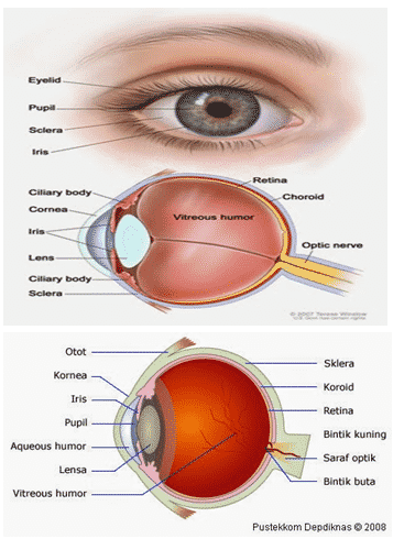 Detail Gambar Mata Bagian Dalam Nomer 14