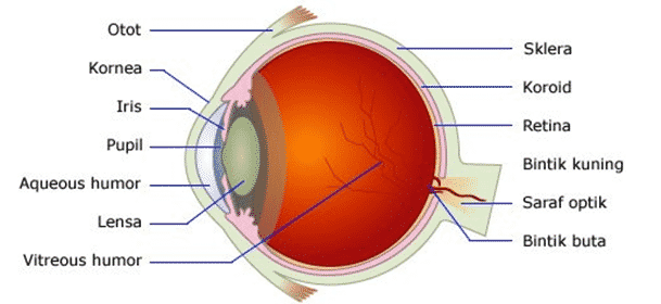 Detail Gambar Mata Bagian Dalam Nomer 15