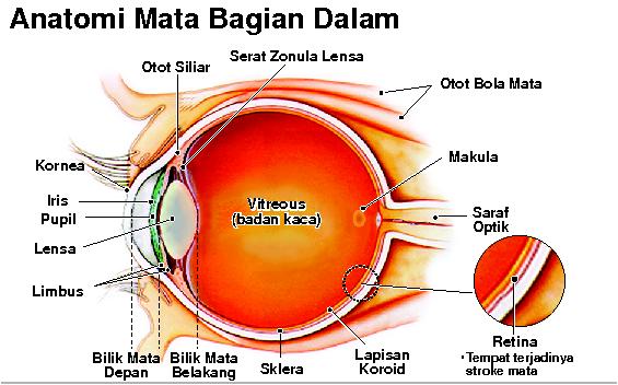 Detail Gambar Mata Bagian Dalam Nomer 19