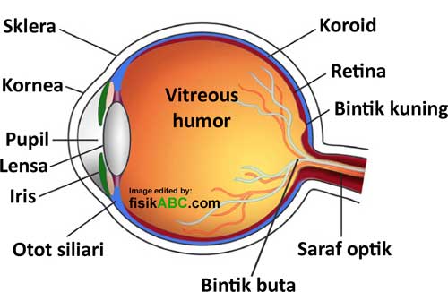 Detail Gambar Mata Bagian Dalam Nomer 20