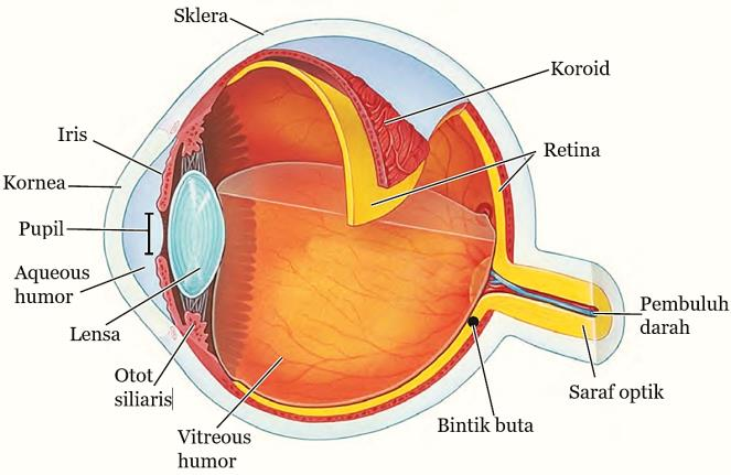 Detail Gambar Mata Bagian Dalam Nomer 21