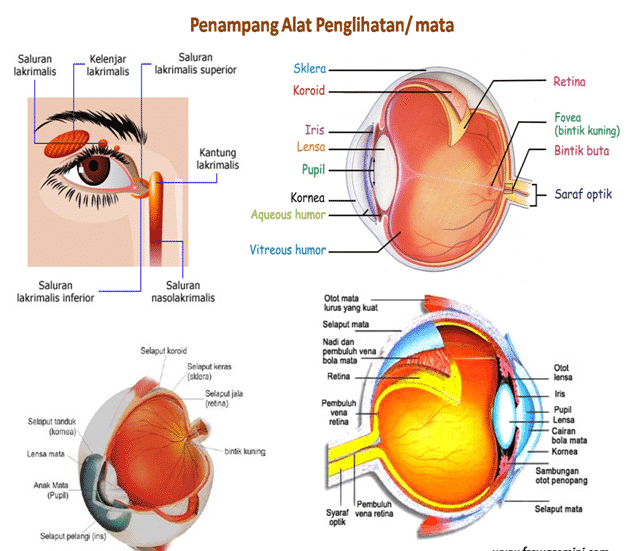 Detail Gambar Mata Bagian Dalam Nomer 24