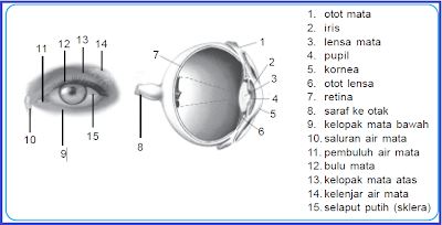 Detail Gambar Mata Bagian Dalam Nomer 28