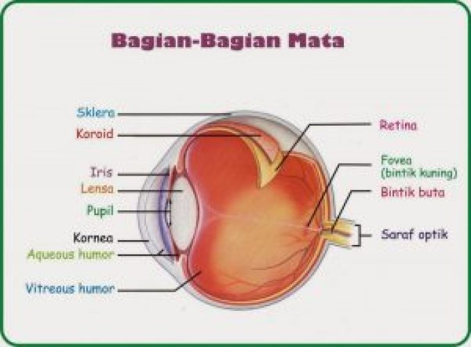 Detail Gambar Mata Bagian Dalam Nomer 31