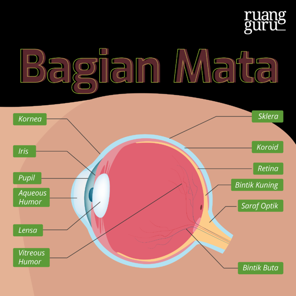 Detail Gambar Mata Bagian Dalam Nomer 32