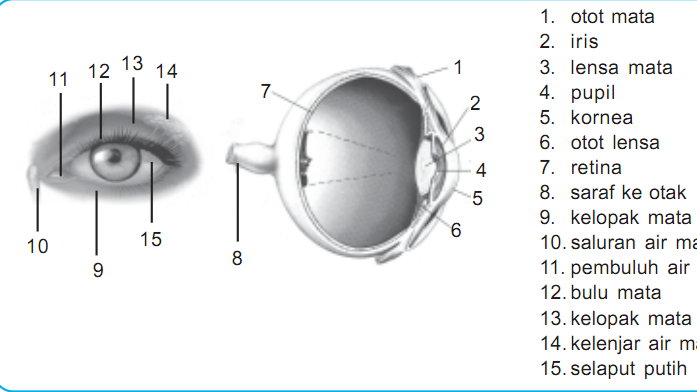 Detail Gambar Mata Bagian Dalam Nomer 33