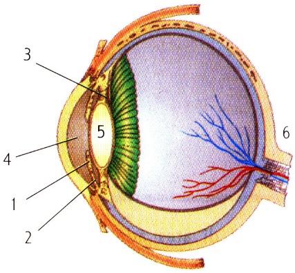 Detail Gambar Mata Bagian Dalam Nomer 34