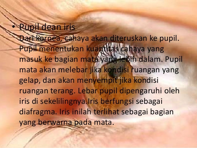 Detail Gambar Mata Bagian Dalam Nomer 42