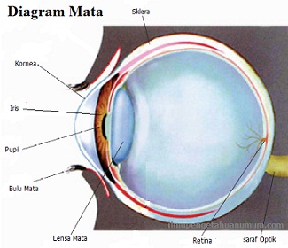 Detail Gambar Mata Bagian Dalam Nomer 43