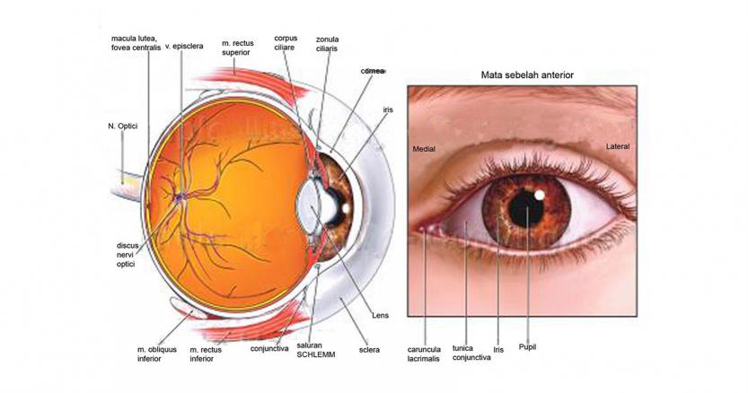 Detail Gambar Mata Bagian Dalam Nomer 6