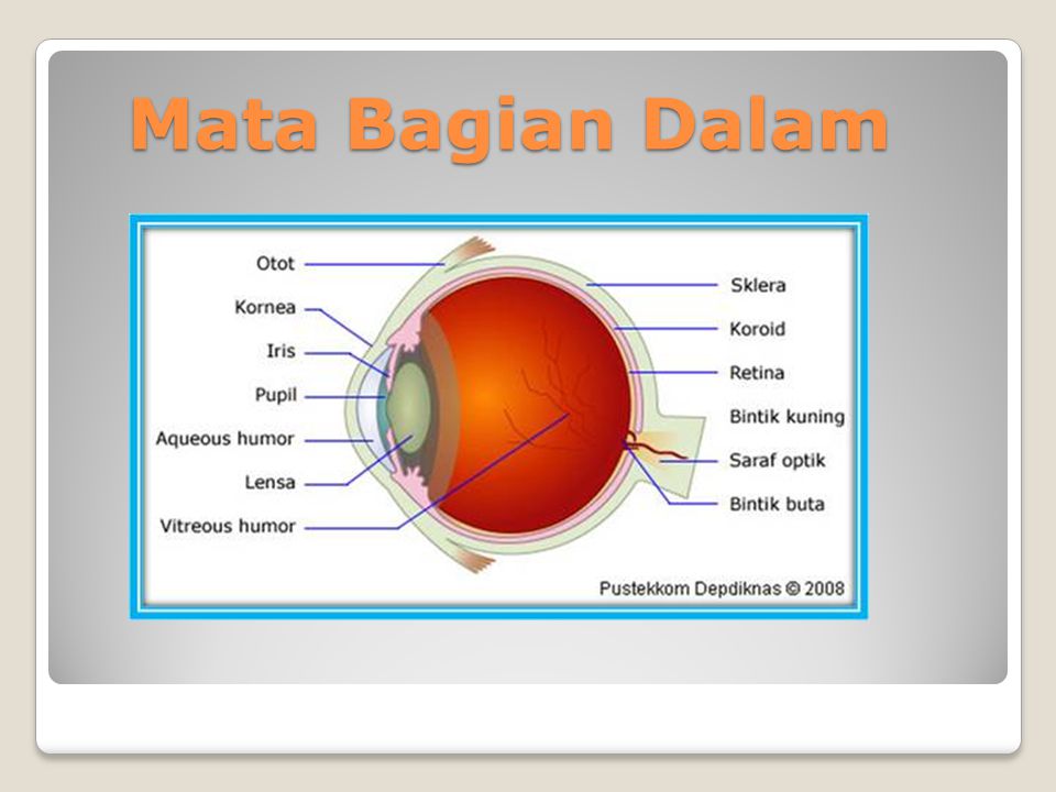 Detail Gambar Mata Bagian Dalam Nomer 46