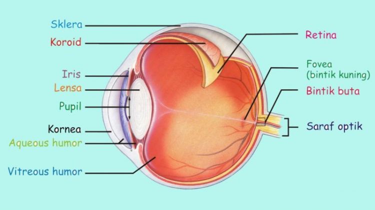 Detail Gambar Mata Bagian Dalam Nomer 10