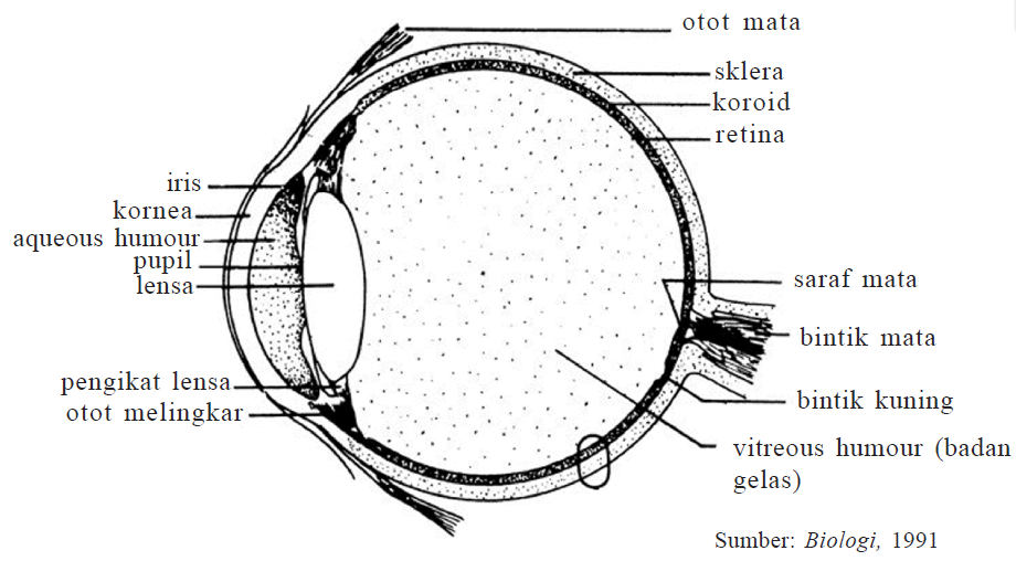 Detail Gambar Mata Dan Bagian Nomer 34