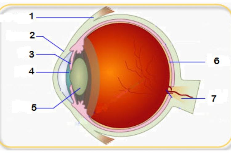 Detail Gambar Mata Dan Bagian2nya Nomer 24