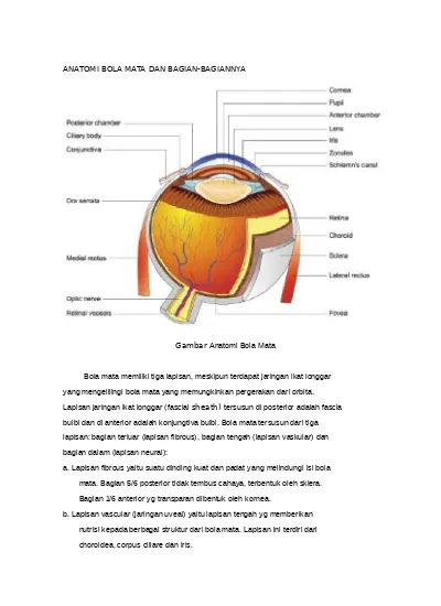 Detail Gambar Mata Dan Bagian2nya Nomer 27