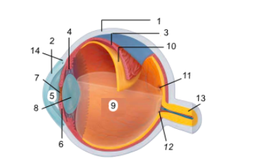 Detail Gambar Mata Dan Bagian2nya Nomer 39