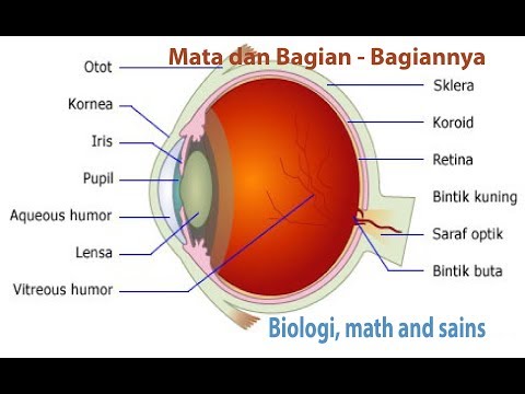 Detail Gambar Mata Dan Bagian2nya Nomer 40