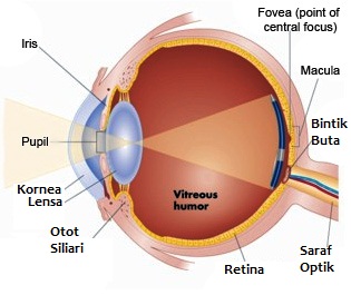Detail Gambar Mata Dan Keterangannya Nomer 19