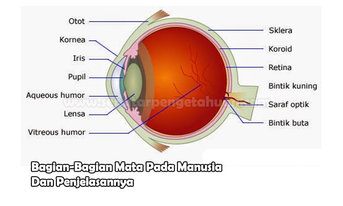 Detail Gambar Mata Dan Keterangannya Nomer 22