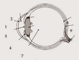 Detail Gambar Mata Dan Keterangannya Nomer 25