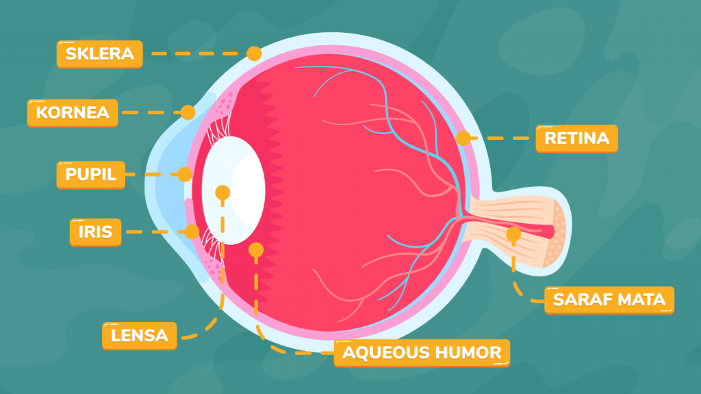 Detail Gambar Mata Dan Keterangannya Nomer 34