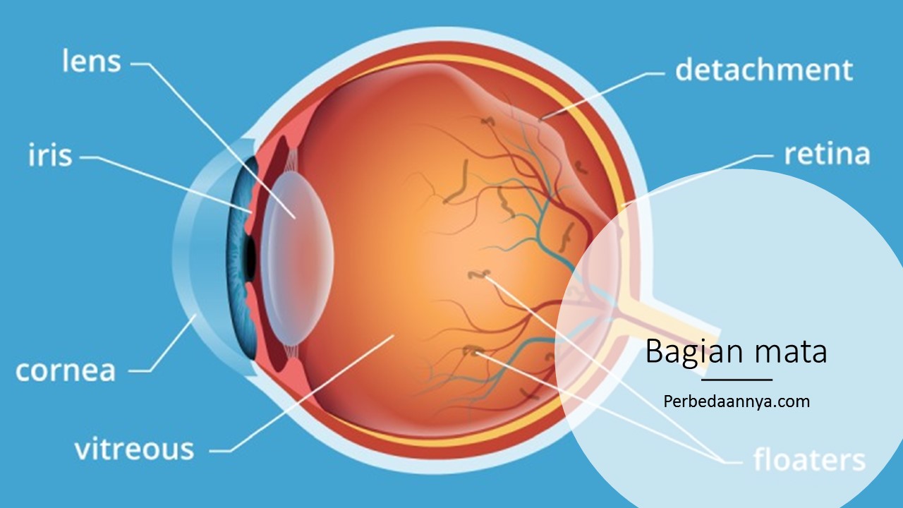 Detail Gambar Mata Dan Keterangannya Nomer 49