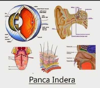 Detail Gambar Mata Hidung Mulut Telinga Nomer 36