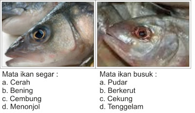 Gambar Mata Ikan Segar - KibrisPDR