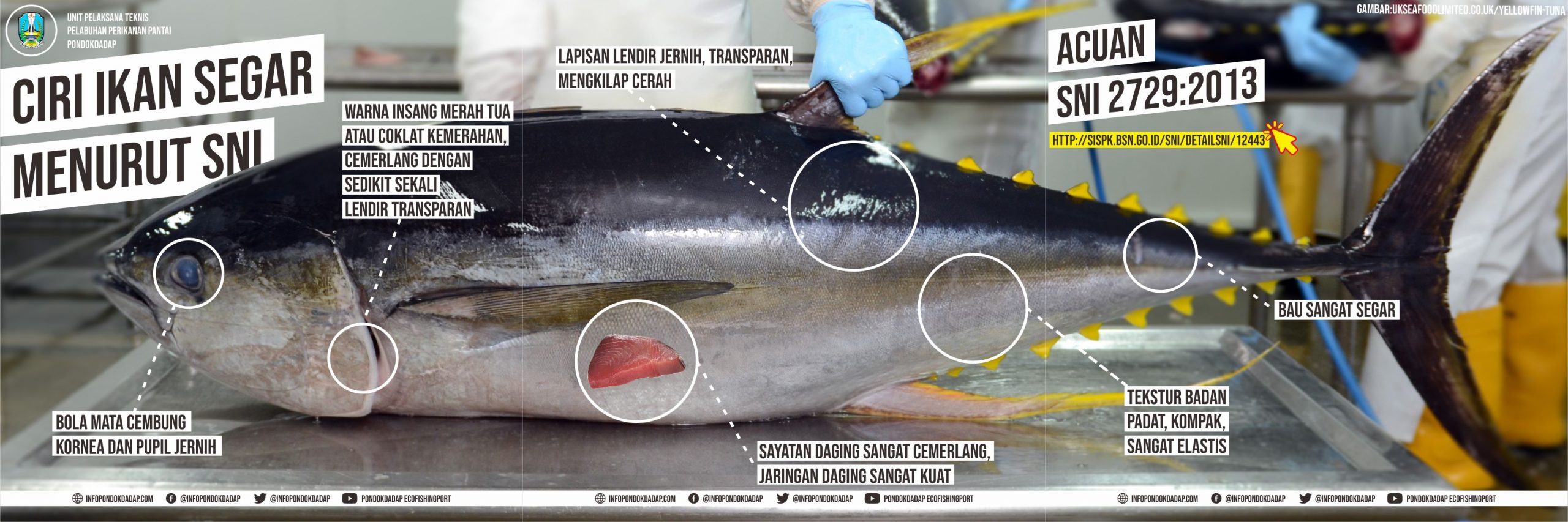 Detail Gambar Mata Ikan Segar Nomer 39
