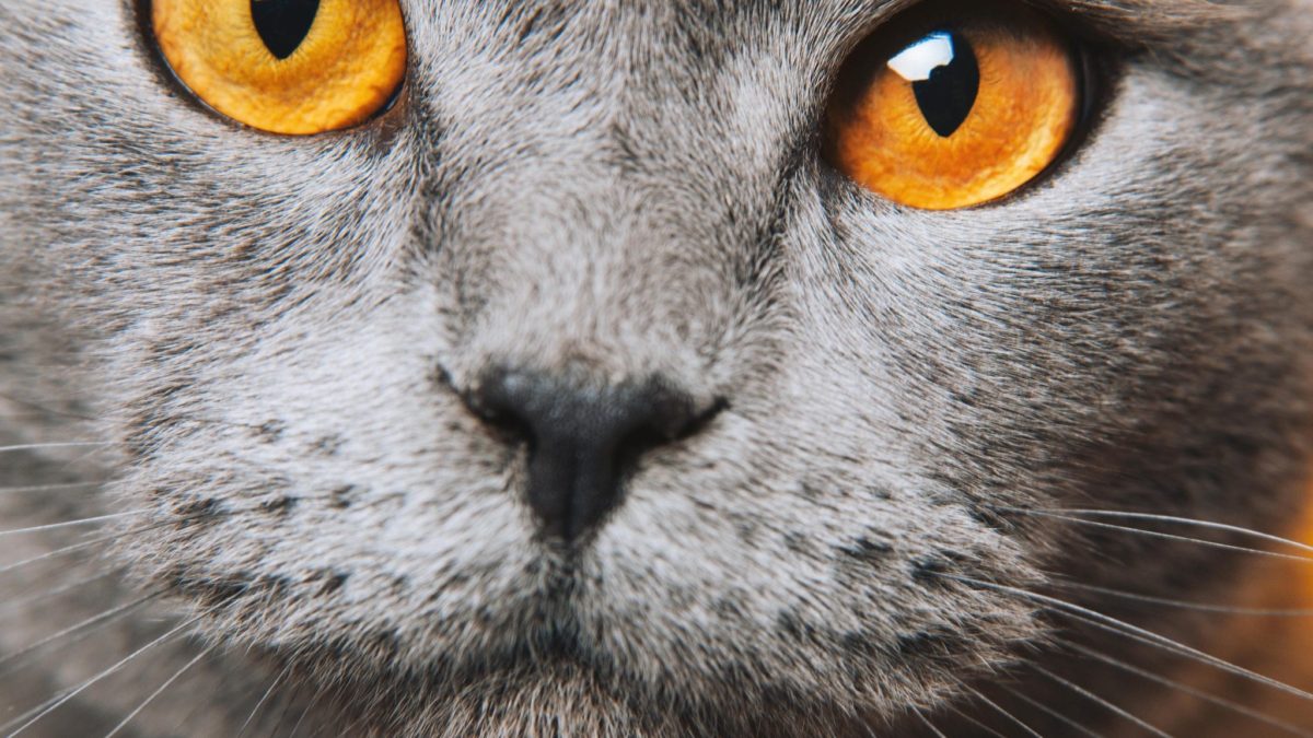 Detail Gambar Mata Kucing Nomer 5