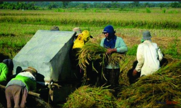 Gambar Mata Pencaharian Petani - KibrisPDR