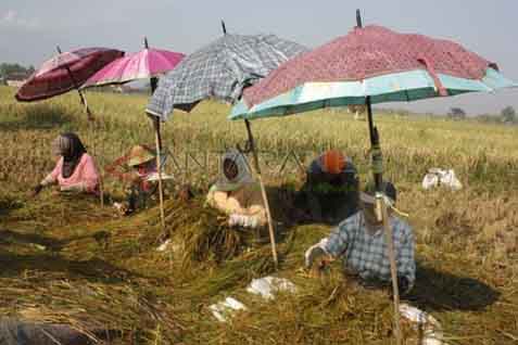 Detail Gambar Mata Pencaharian Petani Nomer 11