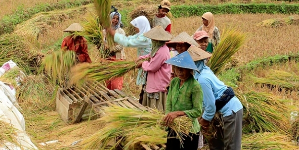 Detail Gambar Mata Pencaharian Petani Nomer 12