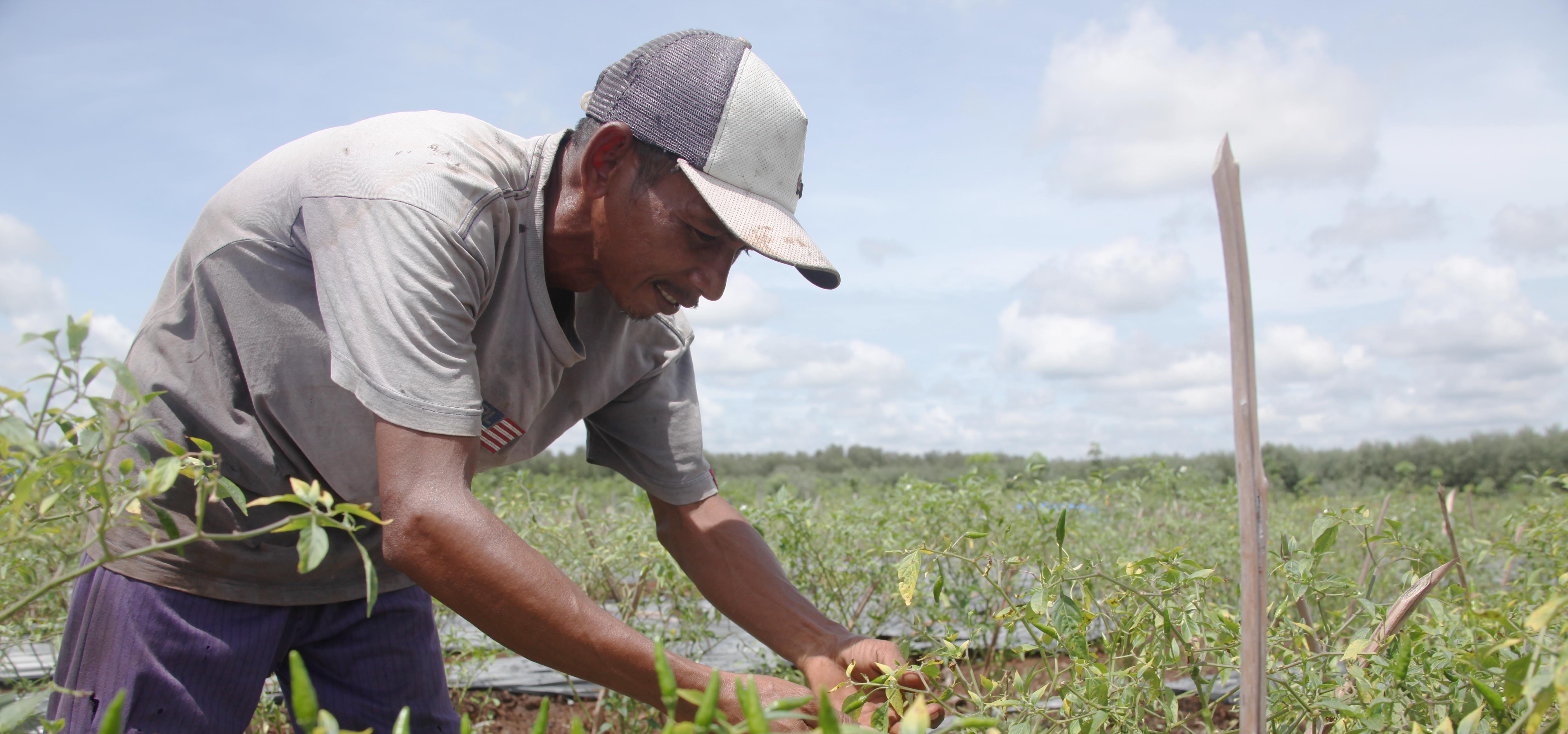 Detail Gambar Mata Pencaharian Petani Nomer 15