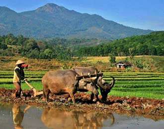 Detail Gambar Mata Pencaharian Petani Nomer 19