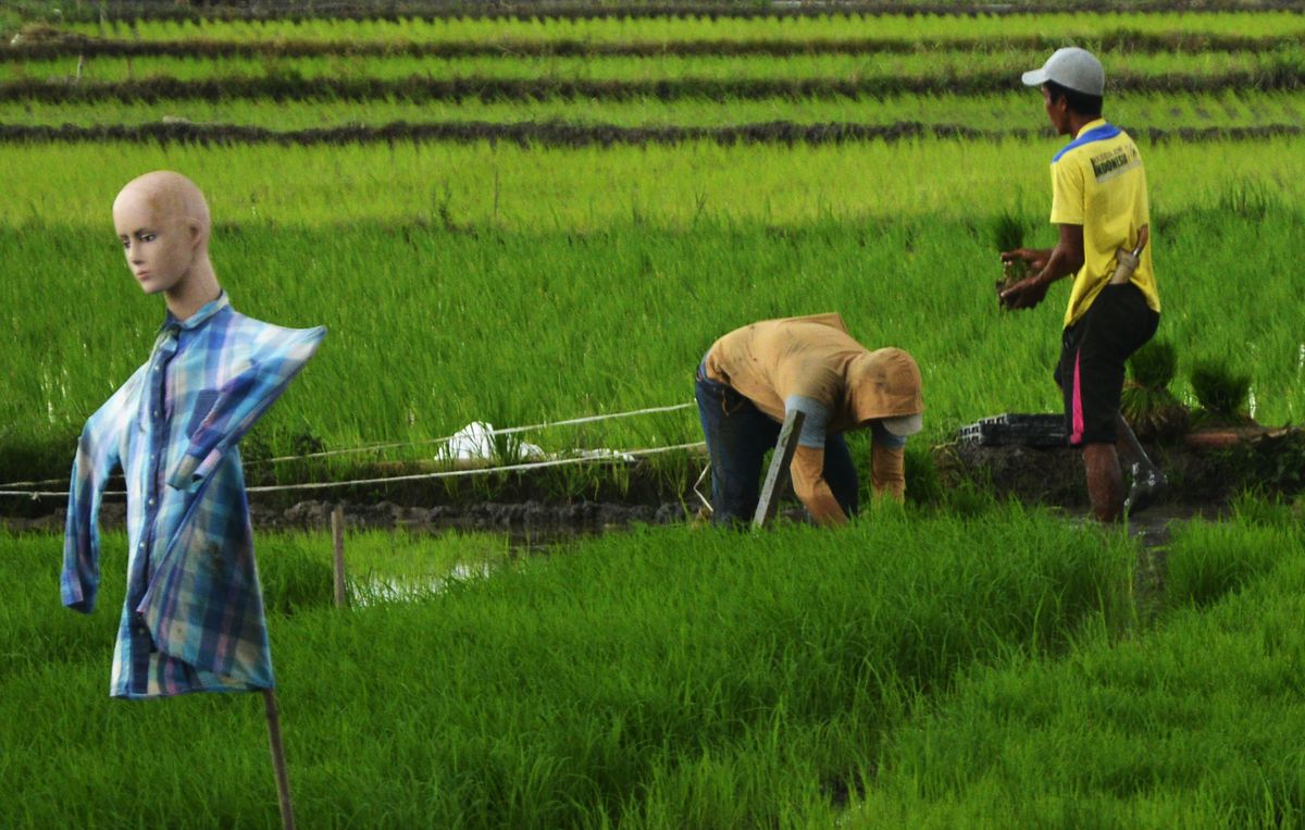 Detail Gambar Mata Pencaharian Petani Nomer 20