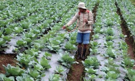 Detail Gambar Mata Pencaharian Petani Nomer 22