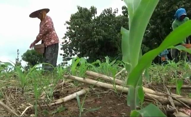 Detail Gambar Mata Pencaharian Petani Nomer 27