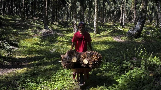 Detail Gambar Mata Pencaharian Petani Nomer 4