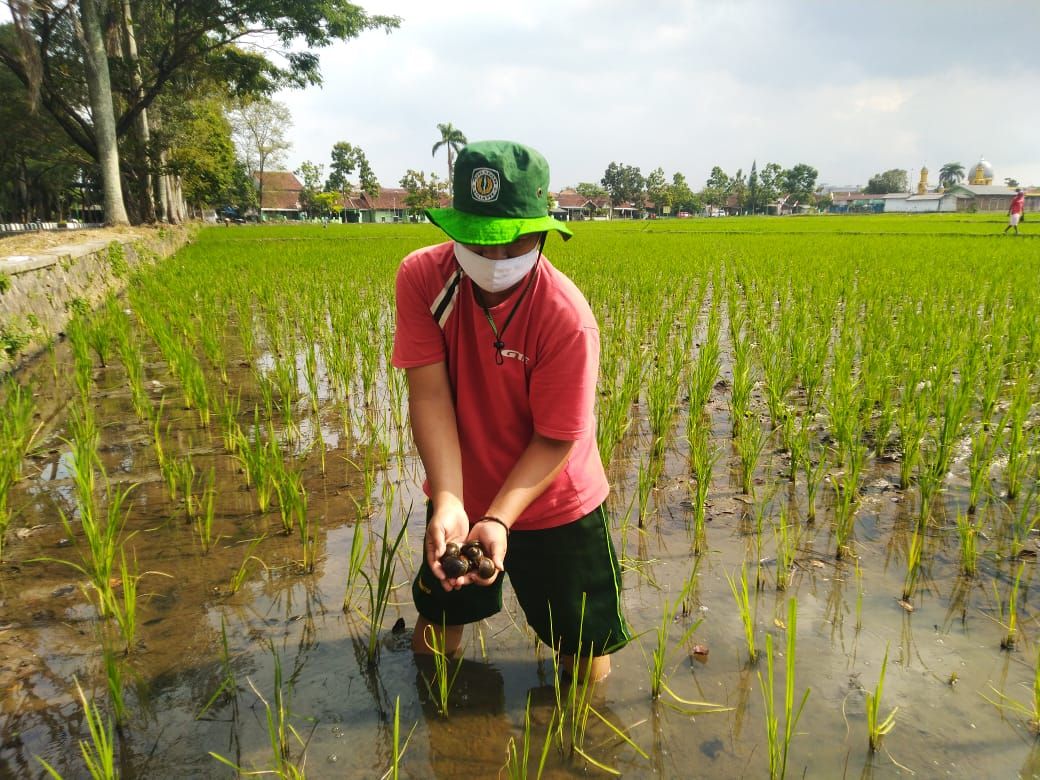 Detail Gambar Mata Pencaharian Petani Nomer 29