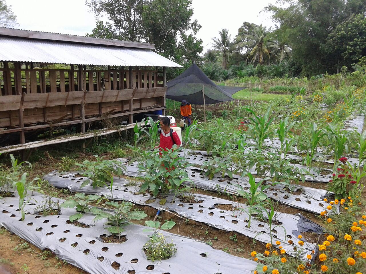 Detail Gambar Mata Pencaharian Petani Nomer 30