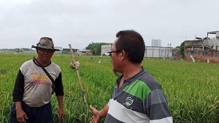 Detail Gambar Mata Pencaharian Petani Nomer 38