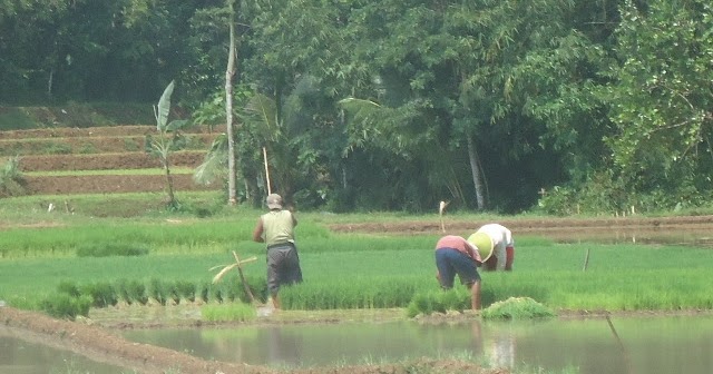 Detail Gambar Mata Pencaharian Petani Nomer 44