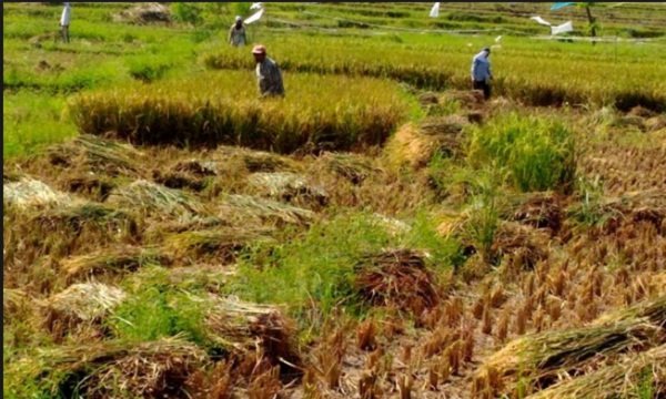 Detail Gambar Mata Pencaharian Petani Nomer 6