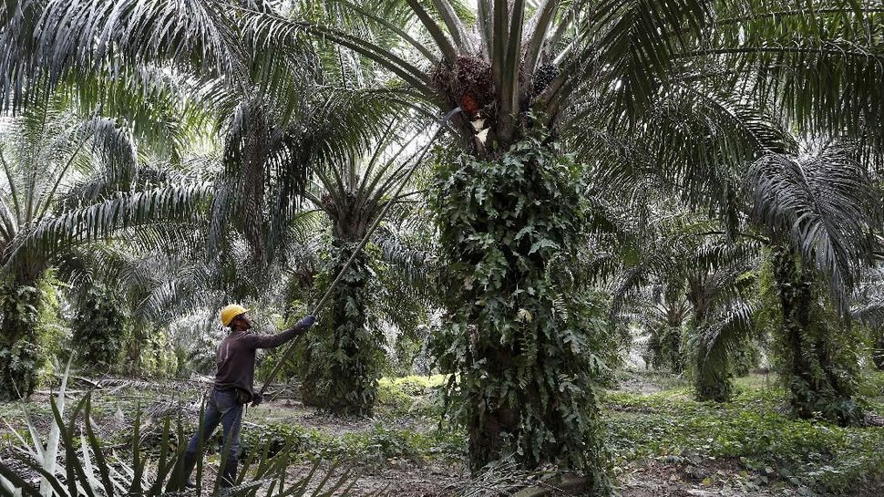 Detail Gambar Mata Pencaharian Petani Nomer 46